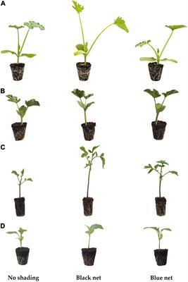 Between Light and Shading: Morphological, Biochemical, and Metabolomics Insights Into the Influence of Blue Photoselective Shading on Vegetable Seedlings